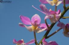 Orchid closeup 1 Orchid closeup 1